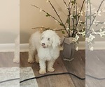 Small #4 Poodle (Miniature)