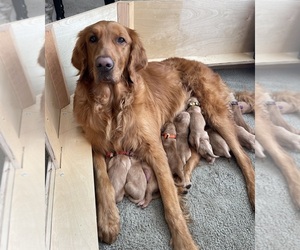 Golden Retriever Puppy for sale in OCEANSIDE, CA, USA
