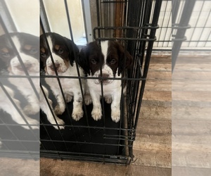 English Springer Spaniel Puppy for sale in KELSO, WA, USA