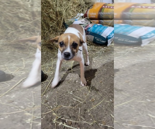 Medium Photo #1 Jug-Rat Terrier Mix Puppy For Sale in OWEN, WI, USA