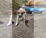 Small Photo #1 Jug-Rat Terrier Mix Puppy For Sale in OWEN, WI, USA