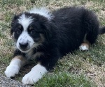 Small Photo #2 Border-Aussie Puppy For Sale in AUBURN, WA, USA