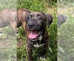 Small #3 American Pit Bull Terrier-Weimaraner Mix