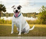 Small #2 American Staffordshire Terrier Mix