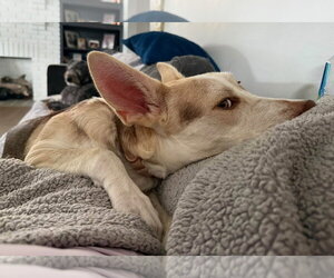 Puppiccino - Female Siberian Husky-Unknown Mix Dog for Adoption - Photo #3