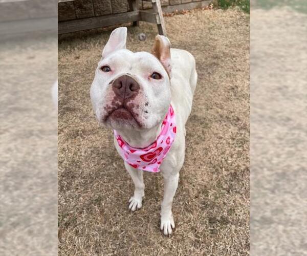 Medium Photo #1 Mutt Puppy For Sale in Tulsa, OK, USA