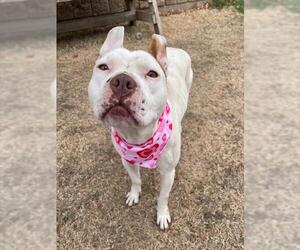 Mutt Dogs for adoption in Tulsa, OK, USA