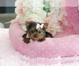 Yorkshire Terrier Puppy for sale in MIAMI, FL, USA