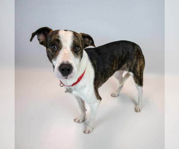 Medium Photo #5 Boxer-Unknown Mix Puppy For Sale in Kennesaw, GA, USA