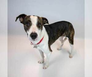 Harvey - Male Boxer-Unknown Mix Dog for Adoption - Photo #5