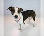 Small #4 Boxer Mix