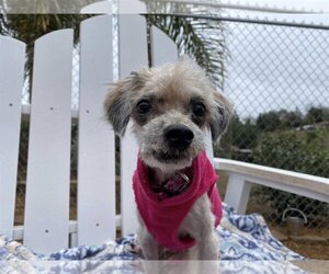 Poodle (Toy)-Unknown Mix Dogs for adoption in  Ramona, CA, USA