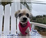 Small Photo #1 Poodle (Toy)-Unknown Mix Puppy For Sale in  Ramona, CA, USA