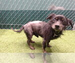 MEDINA - Male Mutt Dog for Adoption - Small photo