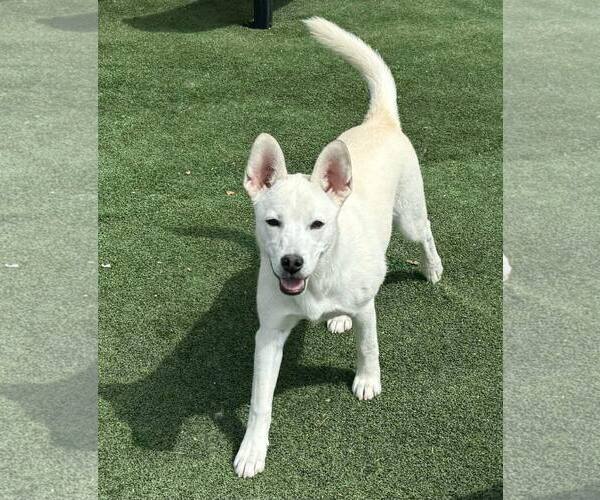Medium Photo #8 Siberian Husky-Unknown Mix Puppy For Sale in La Verne, CA, USA