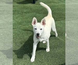 Sugar - Female Siberian Husky-Unknown Mix Dog for Adoption - Photo #8