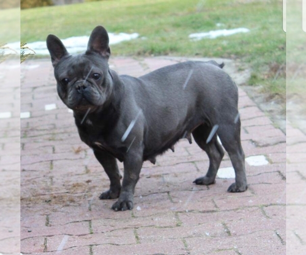 Medium Photo #1 French Bulldog Puppy For Sale in DALTON, GA, USA