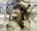 Small Photo #17 American Bandogge mastiff Puppy For Sale in FORT GARLAND, CO, USA