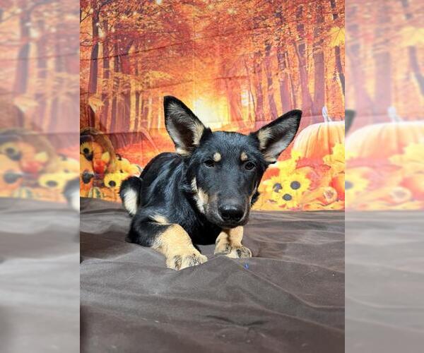 Medium Photo #1 German Shepherd Dog Puppy For Sale in Globe, AZ, USA