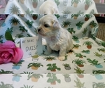 Small Photo #18 Maltipoo (Miniature) Puppy For Sale in BROOKFIELD, MO, USA