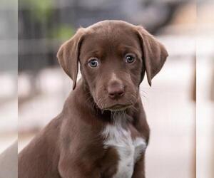 Dalmatian-Labrador Retriever Mix Dogs for adoption in San Diego, CA, USA