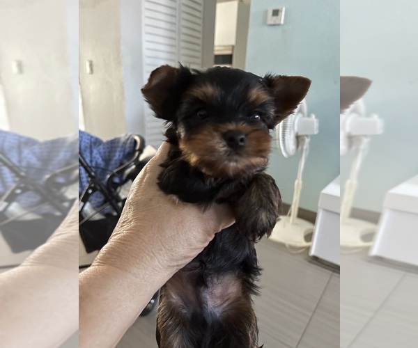 Medium Photo #1 Yorkshire Terrier Puppy For Sale in HIALEAH, FL, USA