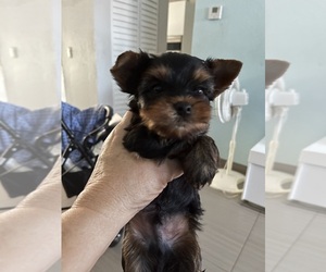 Yorkshire Terrier Puppy for sale in HIALEAH, FL, USA