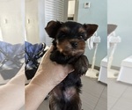 KING - Male Yorkshire Terrier Puppy for Sale - Small photo