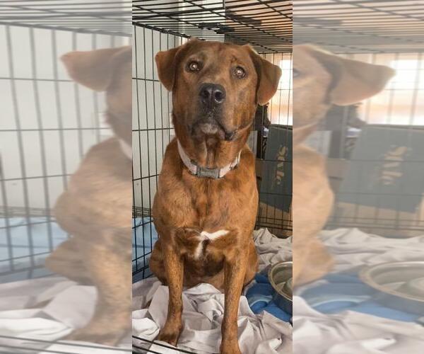 Medium Photo #2 Mutt Puppy For Sale in Holly Springs, NC, USA