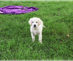 Small #4 Golden Retriever
