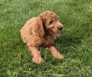 Irish Doodle-Poodle (Miniature) Mix Puppy for sale in GOSHEN, IN, USA