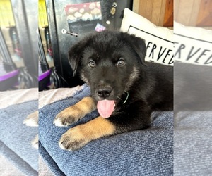 Medium Gerberian Shepsky
