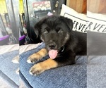 Puppy Green Boy Gerberian Shepsky