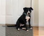 Small #10 Border Collie Mix