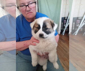 Chow Chow-Unknown Mix Dogs for adoption in Grafton, WI, USA