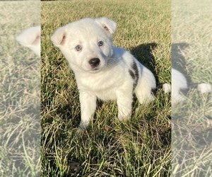 Border Collie-Mutt Mix Puppy for sale in ARMADA, MI, USA