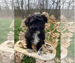 Small Photo #1 Schnoodle (Miniature) Puppy For Sale in NIANGUA, MO, USA