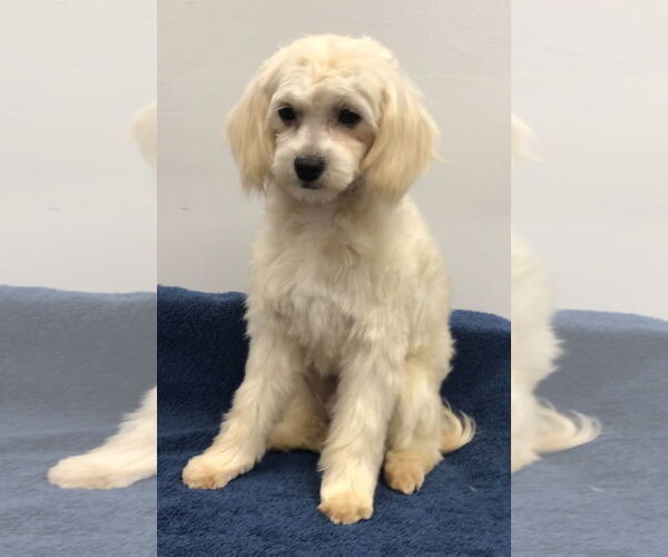 Medium Photo #2 Shih Tzu-Unknown Mix Puppy For Sale in Lincolnwood, IL, USA