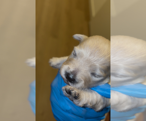 Medium Photo #1 Maltipoo (Toy) Puppy For Sale in BURLINGAME, CA, USA