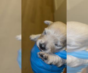 Medium Maltipoo (Toy)