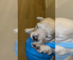 Puppy Puppy 3 Maltipoo (Toy)