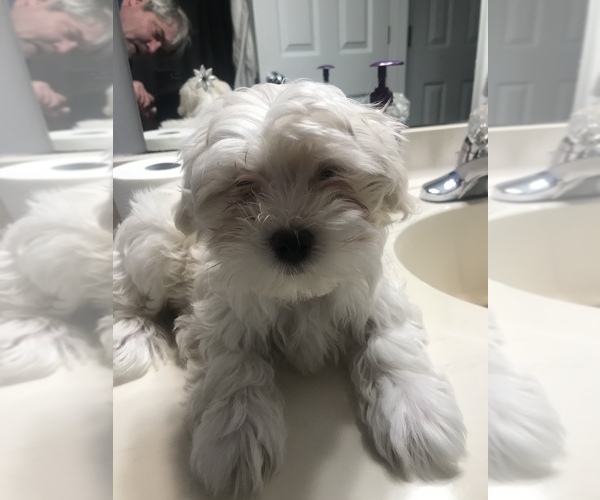 Medium Photo #1 Maltese Puppy For Sale in LAWRENCEVILLE, GA, USA