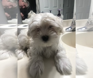 Maltese Puppy for sale in LAWRENCEVILLE, GA, USA