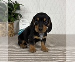 Small #2 Dachshund