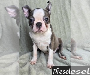 Boston Terrier Litter for sale in ALBANY, OH, USA