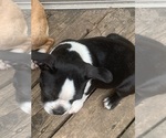 Small #8 Boston Terrier
