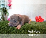 Puppy Puppy 6 Red American Bully