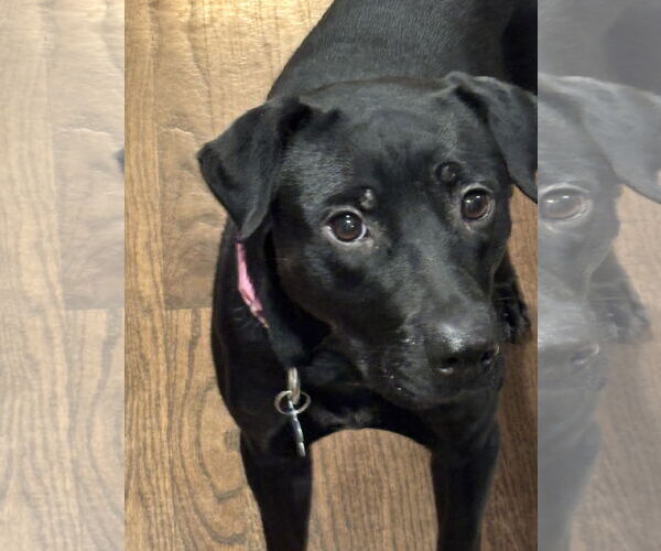 Medium Photo #2 Labrador Retriever-Unknown Mix Puppy For Sale in Plainfield, IL, USA