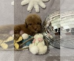 Small Photo #17 Poodle (Toy) Puppy For Sale in SYLMAR, CA, USA