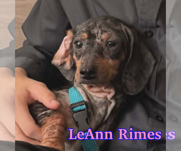 Medium Photo #3 Dachshund Puppy For Sale in San Antonio, TX, USA